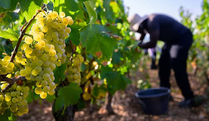 recolte vigne bivb